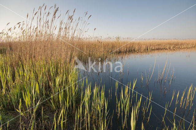 Ilperveld