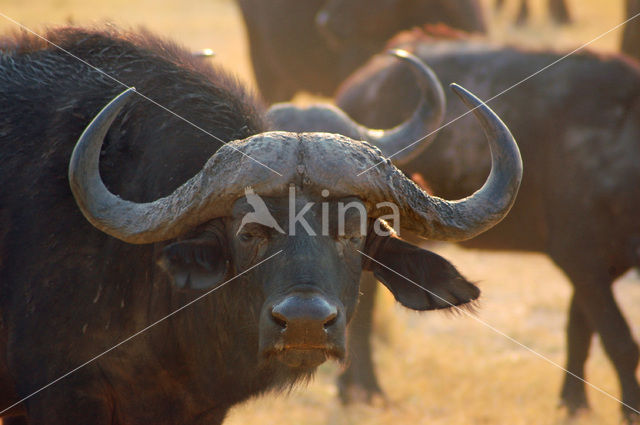 Kaapse buffel (Syncerus caffer)