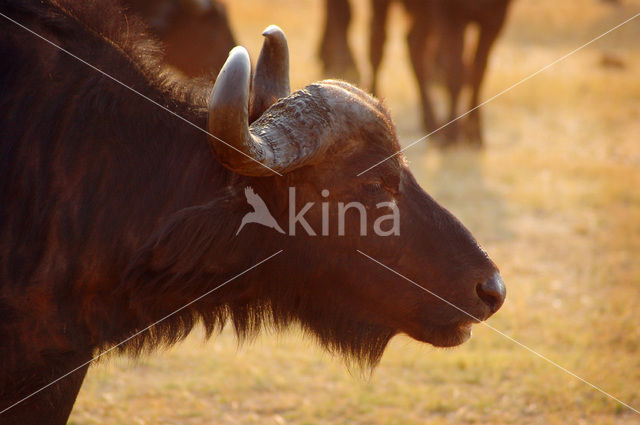 Kaapse buffel (Syncerus caffer)