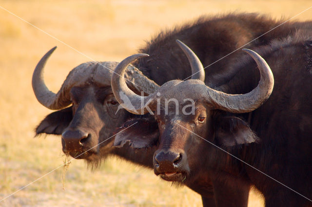 Kaapse buffel (Syncerus caffer)