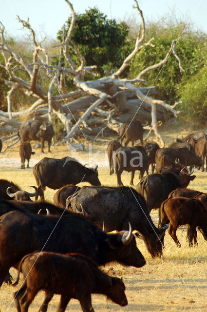 Kaapse buffel (Syncerus caffer)