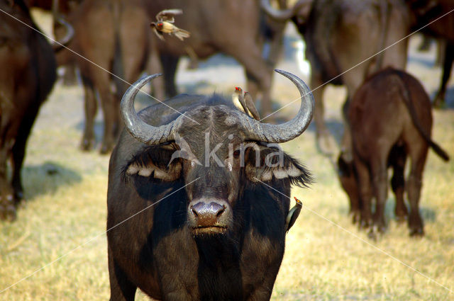 Cape buffalo (Syncerus caffer)