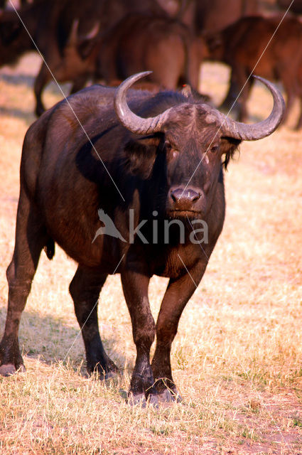 Kaapse buffel (Syncerus caffer)