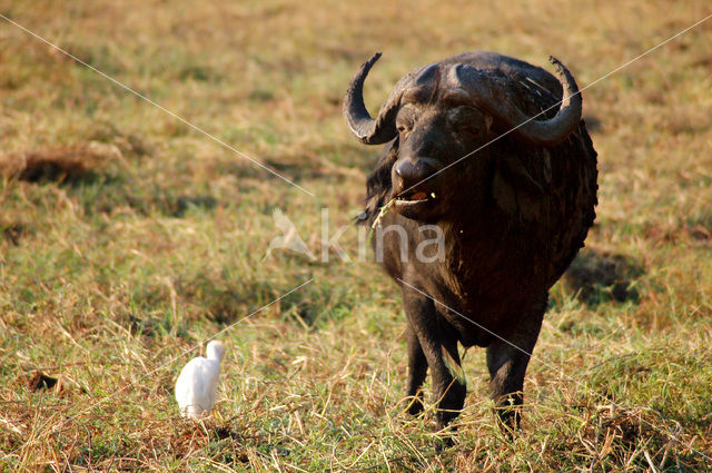 Cape buffalo (Syncerus caffer)