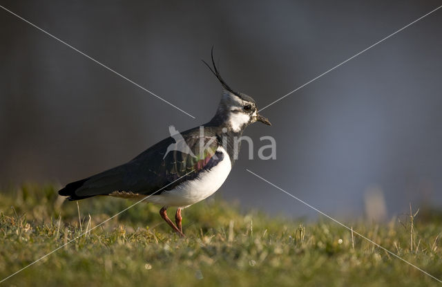 Kievit (Vanellus vanellus)