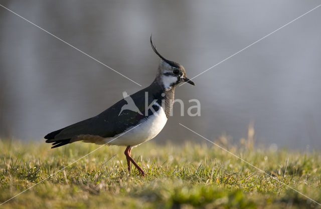 Kievit (Vanellus vanellus)