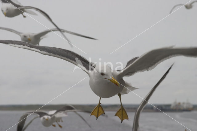 Kleine Mantelmeeuw (Larus fuscus)