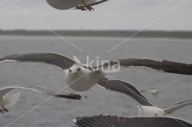 Kleine Mantelmeeuw (Larus fuscus)