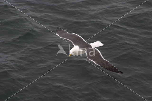 Kleine Mantelmeeuw (Larus fuscus)