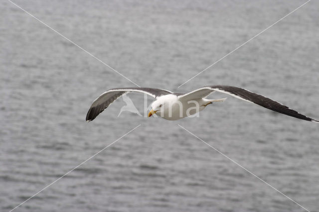 Kleine Mantelmeeuw (Larus fuscus)