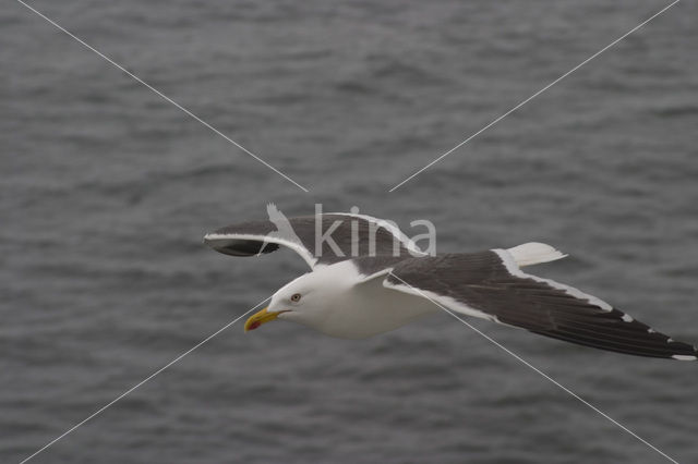 Kleine Mantelmeeuw (Larus fuscus)