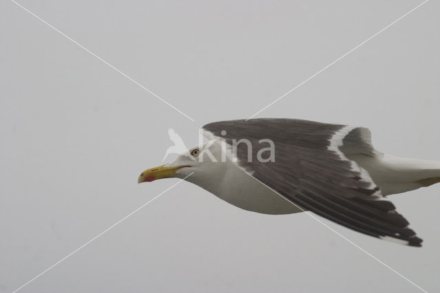 Kleine Mantelmeeuw (Larus fuscus)