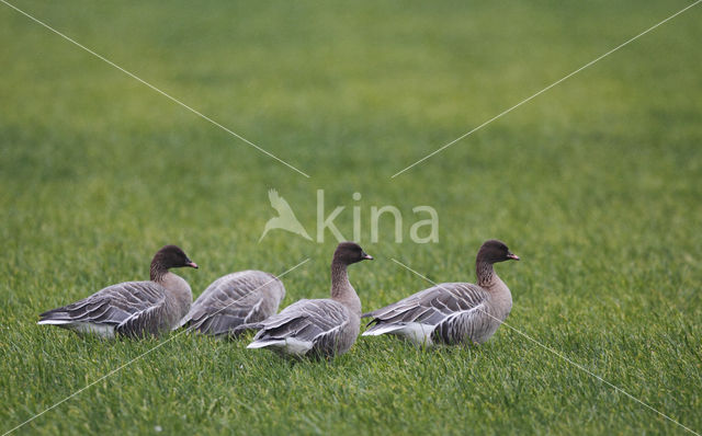 Kleine Rietgans (Anser brachyrhynchus)