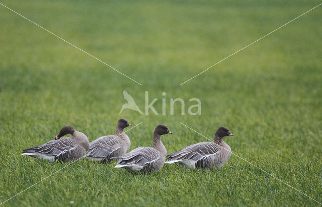 Kleine Rietgans (Anser brachyrhynchus)