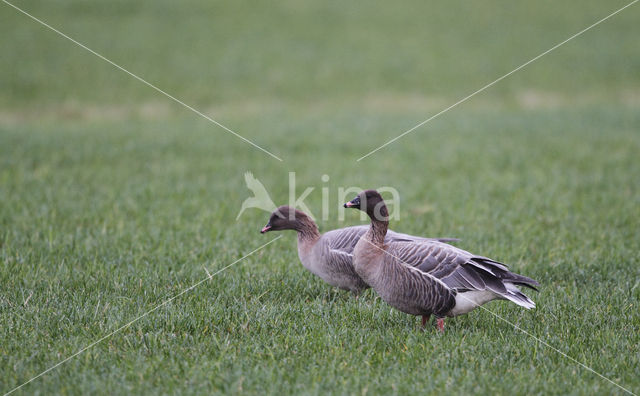 Kleine Rietgans (Anser brachyrhynchus)