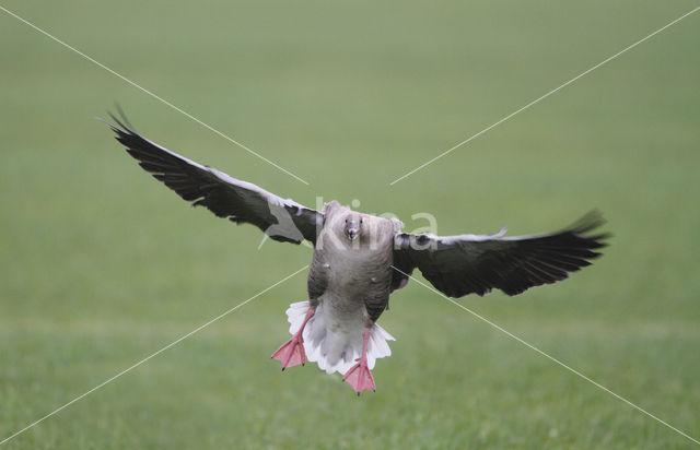 Kleine Rietgans (Anser brachyrhynchus)