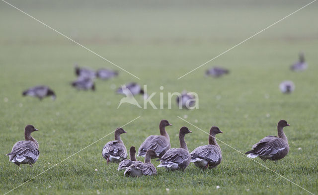 Kleine Rietgans (Anser brachyrhynchus)