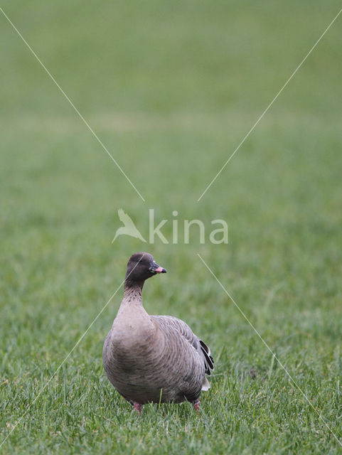 Kleine Rietgans (Anser brachyrhynchus)