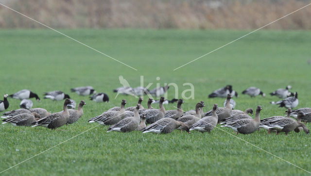 Kleine Rietgans (Anser brachyrhynchus)