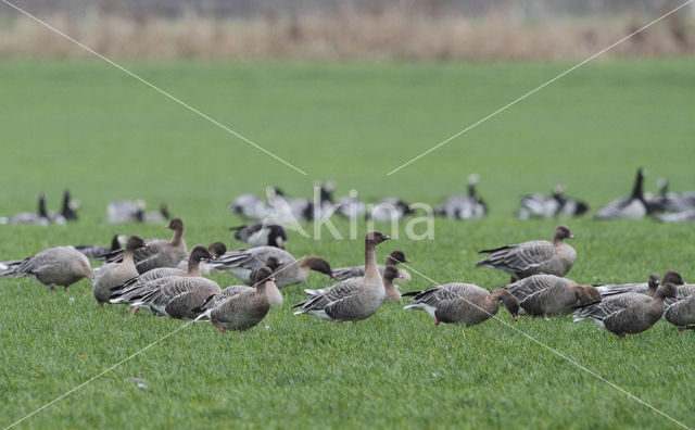 Kleine Rietgans (Anser brachyrhynchus)