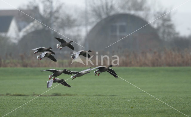 Kleine Rietgans (Anser brachyrhynchus)