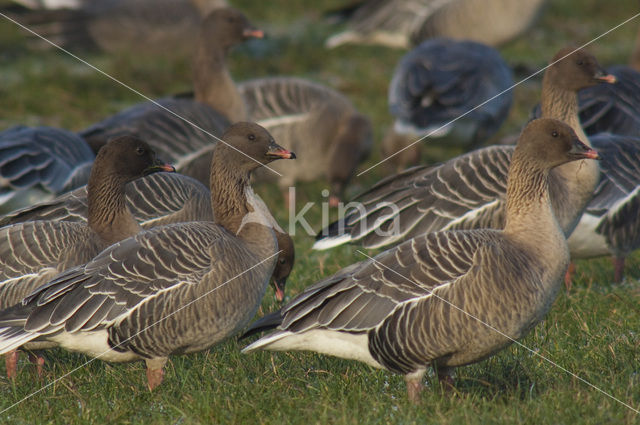 Kleine Rietgans (Anser brachyrhynchus)