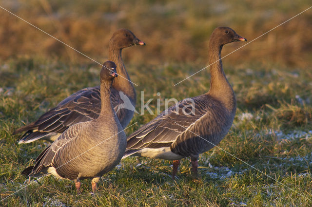 Kleine Rietgans (Anser brachyrhynchus)