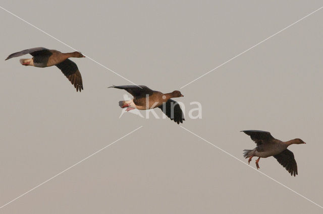 Kleine Rietgans (Anser brachyrhynchus)