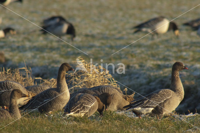 Kleine Rietgans (Anser brachyrhynchus)