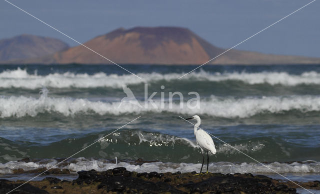 Kleine Zilverreiger (Egretta garzetta)