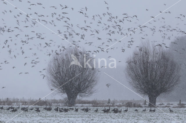 Knotwilg (Salix alba)