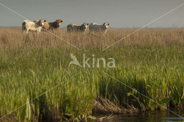 Koe (Bos domesticus)