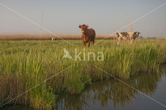 Koe (Bos domesticus)