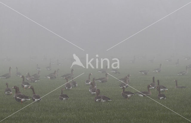 Kolgans (Anser albifrons)