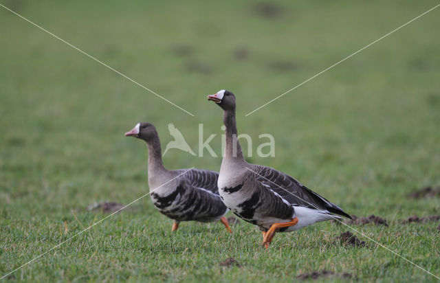 Kolgans (Anser albifrons)