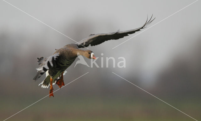 Kolgans (Anser albifrons)