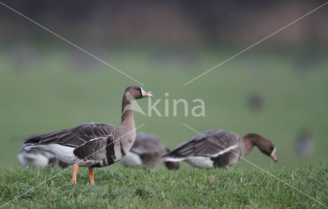 Kolgans (Anser albifrons)