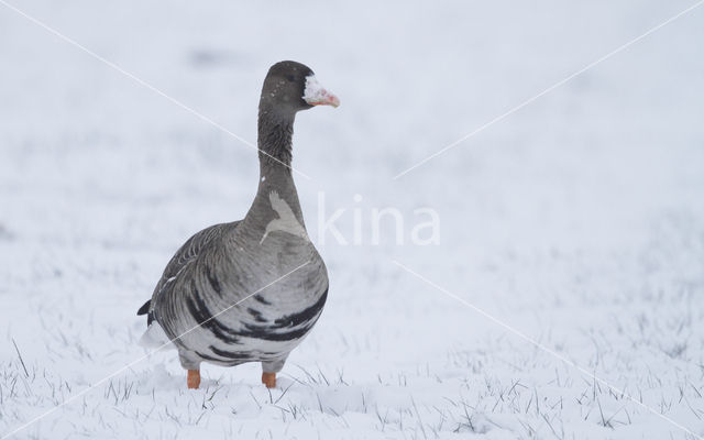 Kolgans (Anser albifrons)