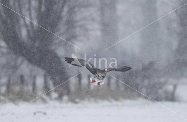 Kolgans (Anser albifrons)