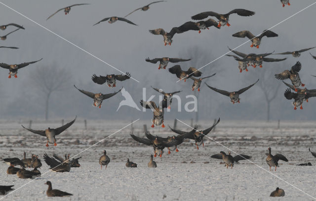 Kolgans (Anser albifrons)