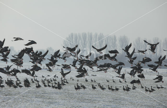 Kolgans (Anser albifrons)