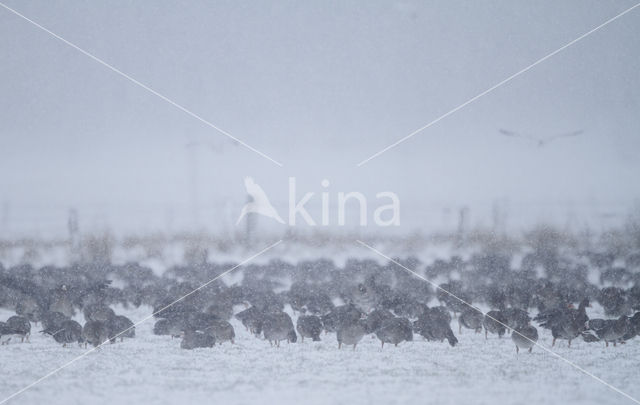 Kolgans (Anser albifrons)