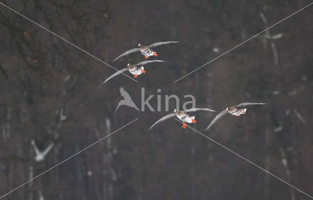 Kolgans (Anser albifrons)