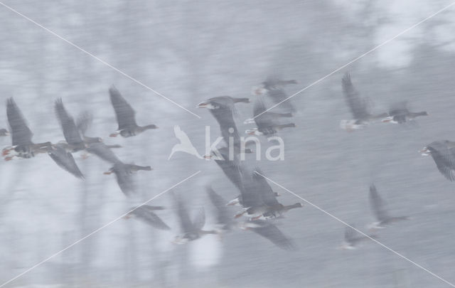 Kolgans (Anser albifrons)