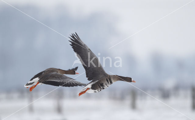 Kolgans (Anser albifrons)