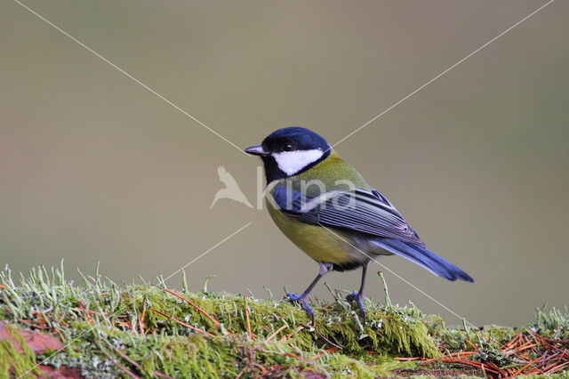 Koolmees (Parus major)