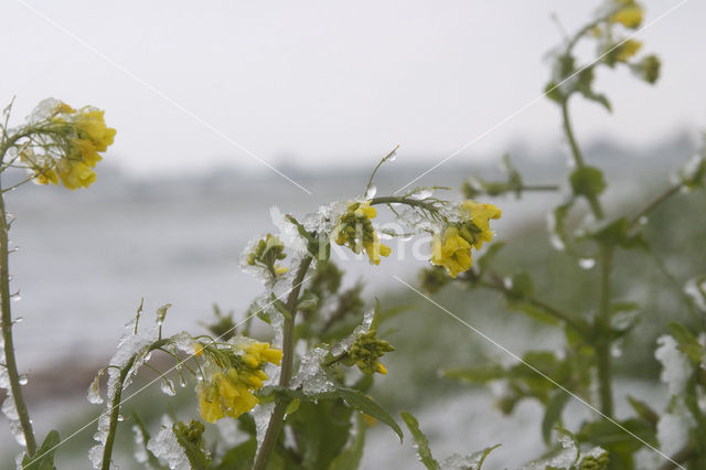 Koolzaad (Brassica napus)