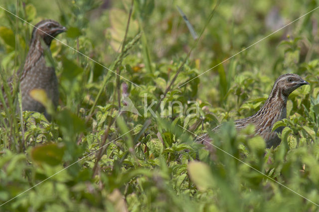 Kwartel (Coturnix coturnix)