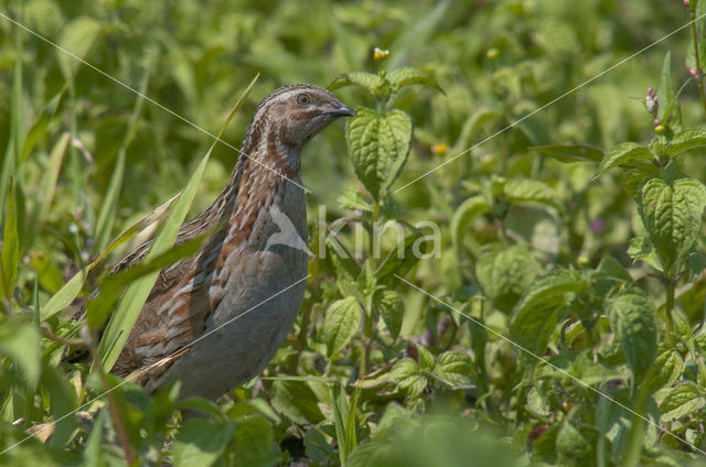 Kwartel (Coturnix coturnix)