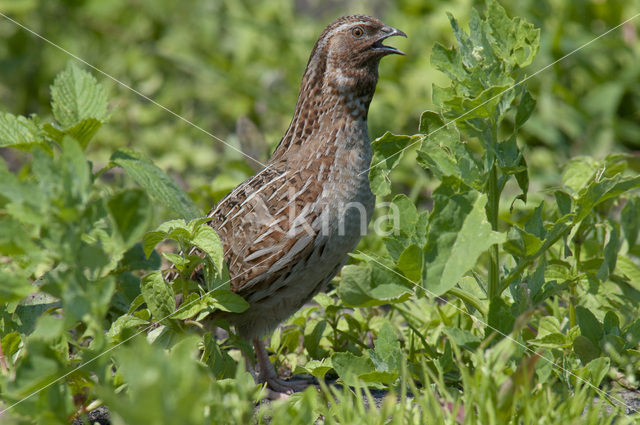 Kwartel (Coturnix coturnix)